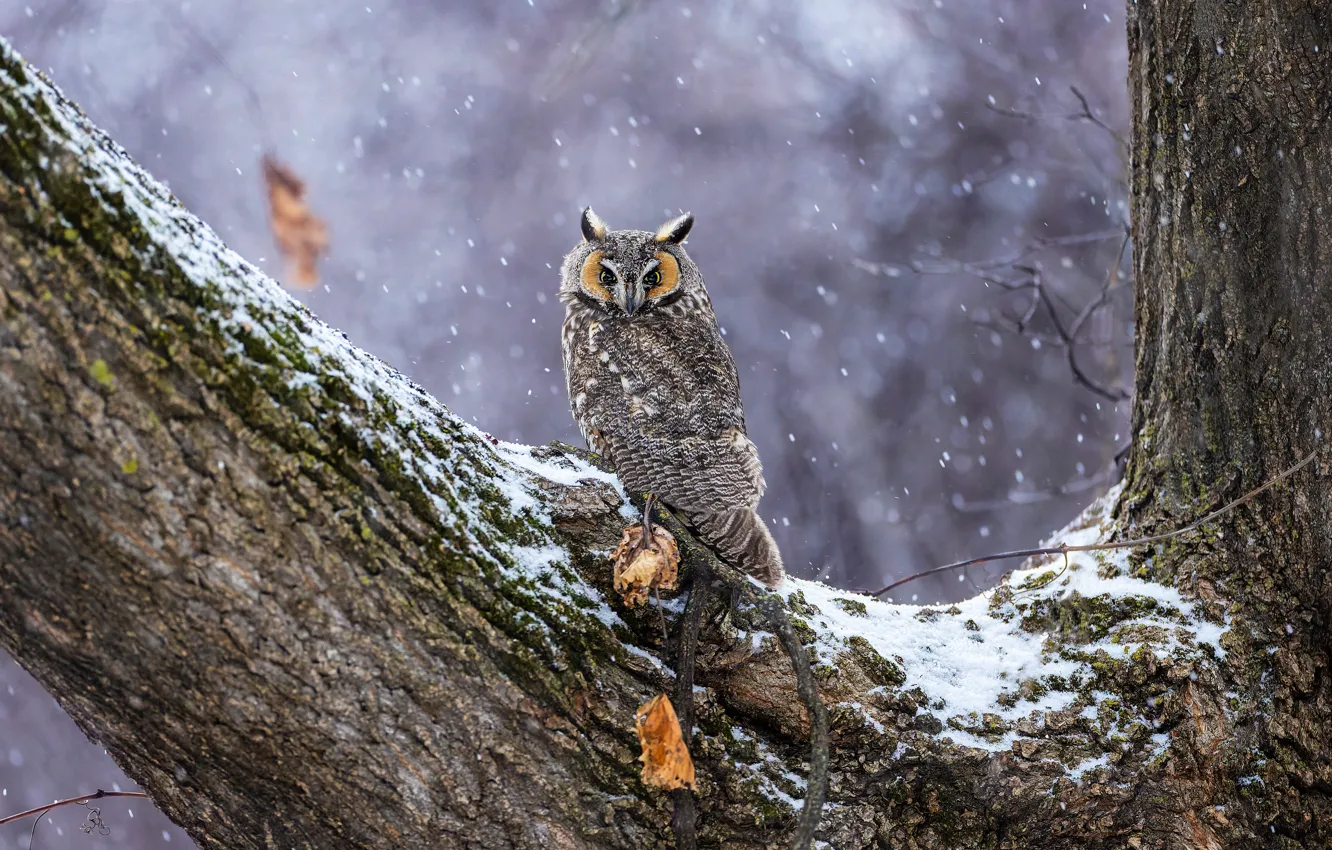 Photo wallpaper winter, leaves, snow, trees, background, owl, bird, snowfall