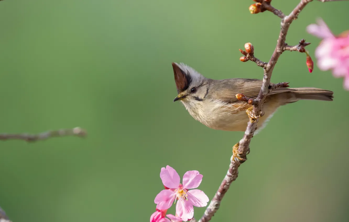 Photo wallpaper branches, nature, bird