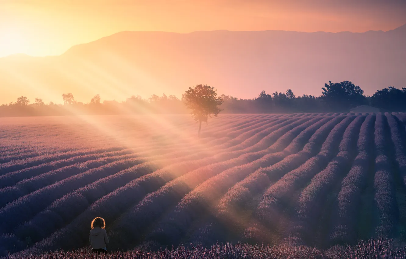 Photo wallpaper children, morning, rays, light, mountains, fog, lavender field, trees
