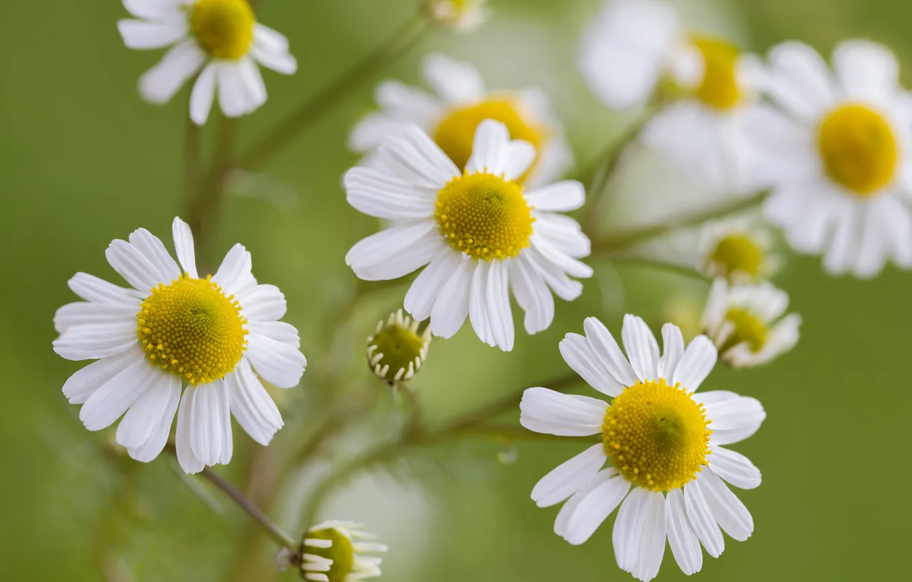 Photo wallpaper macro, chamomile, petals, bokeh