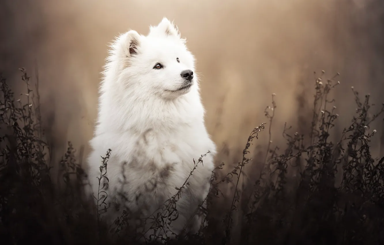 Photo wallpaper white, grass, dog, Samoyed