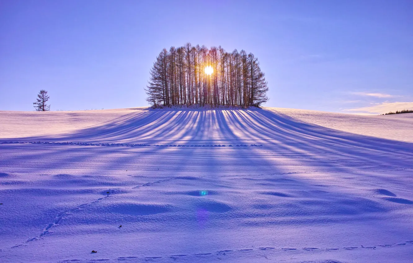 Photo wallpaper field, the sun, snow, trees, day
