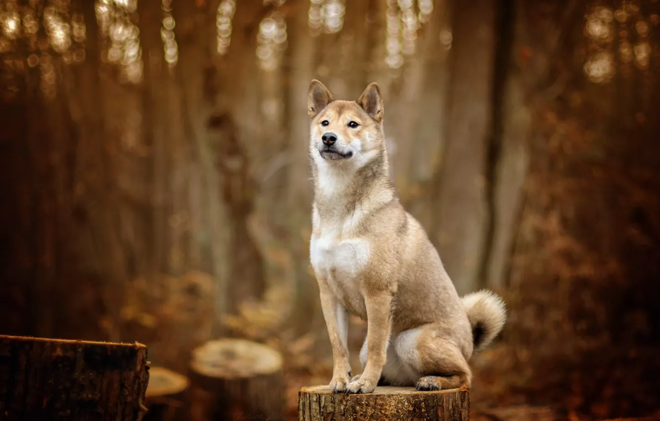 Photo wallpaper forest, each, dog