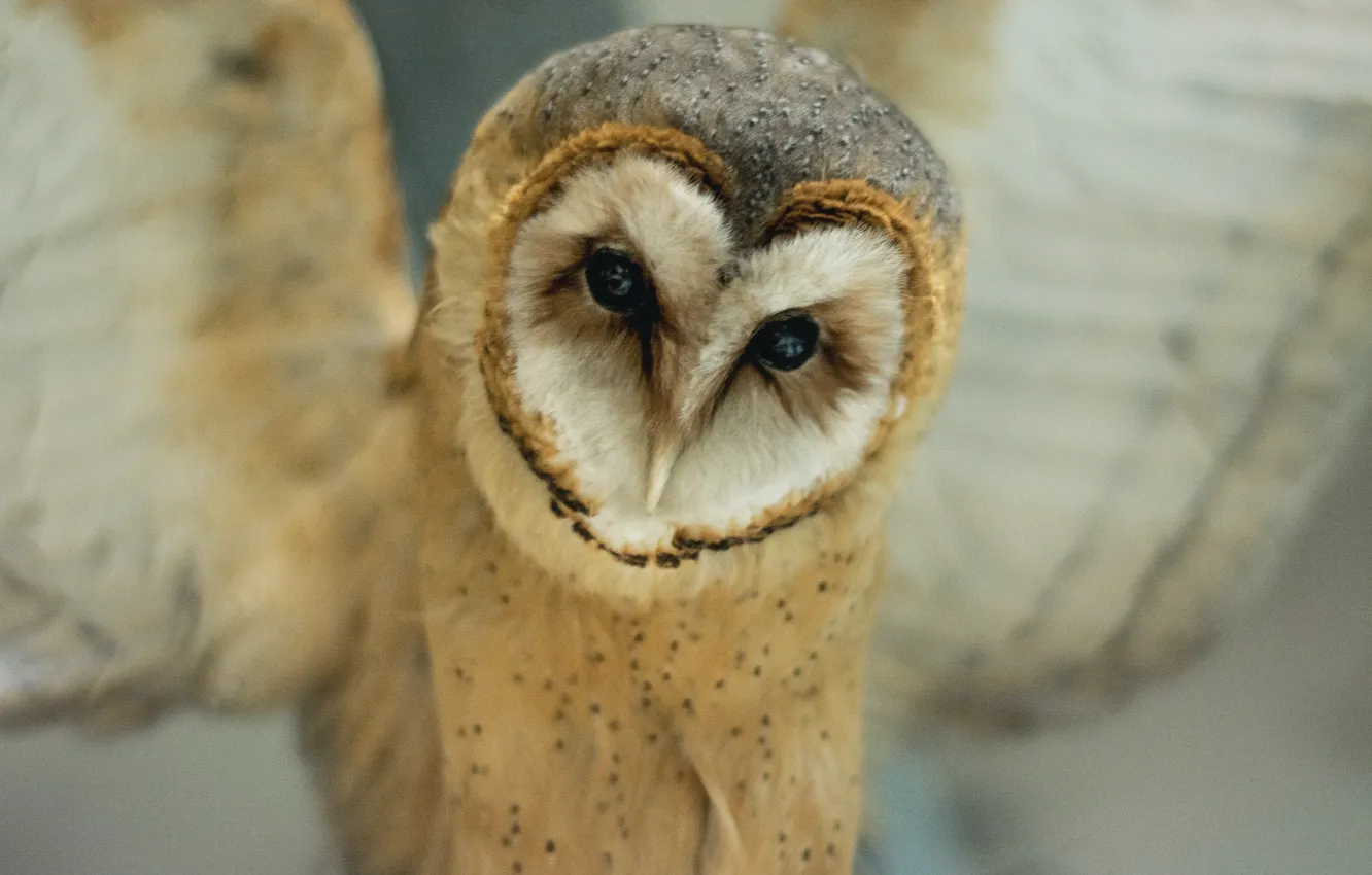 Photo wallpaper owl, bird, sits