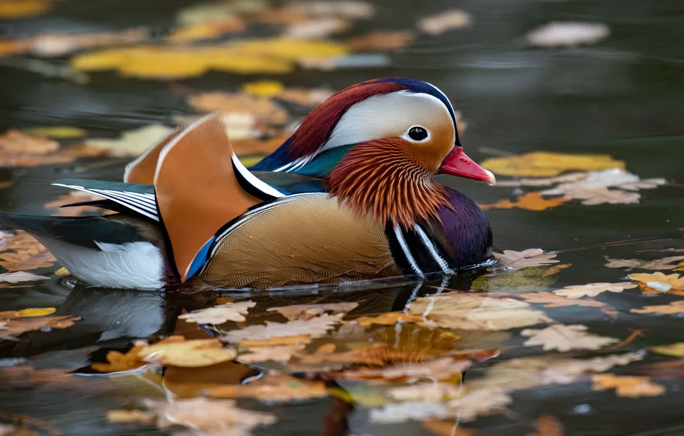 Photo wallpaper autumn, leaves, water, pond, reflection, bird, duck, duck