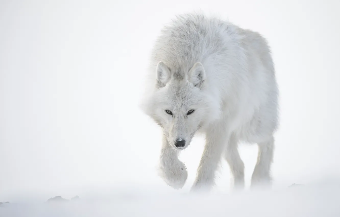 Photo wallpaper white, snow, Wolf, Polar