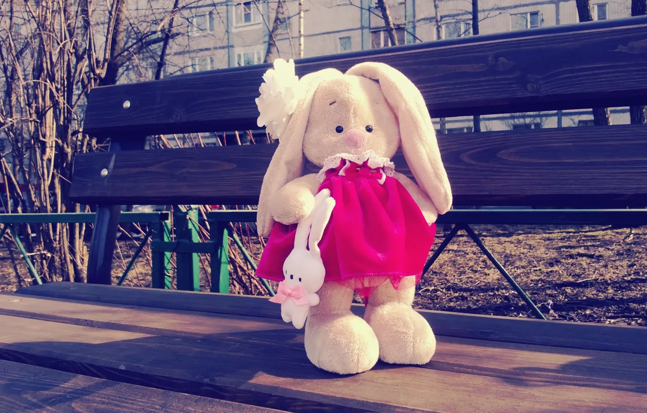 Photo wallpaper bench, hare, spring