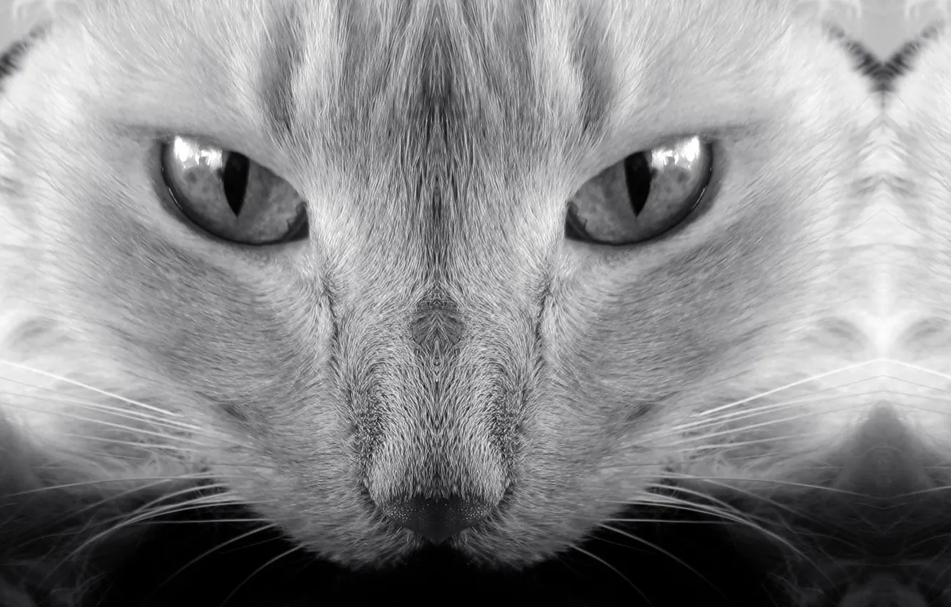 Photo wallpaper cat, cat, black and white, kitty, cat