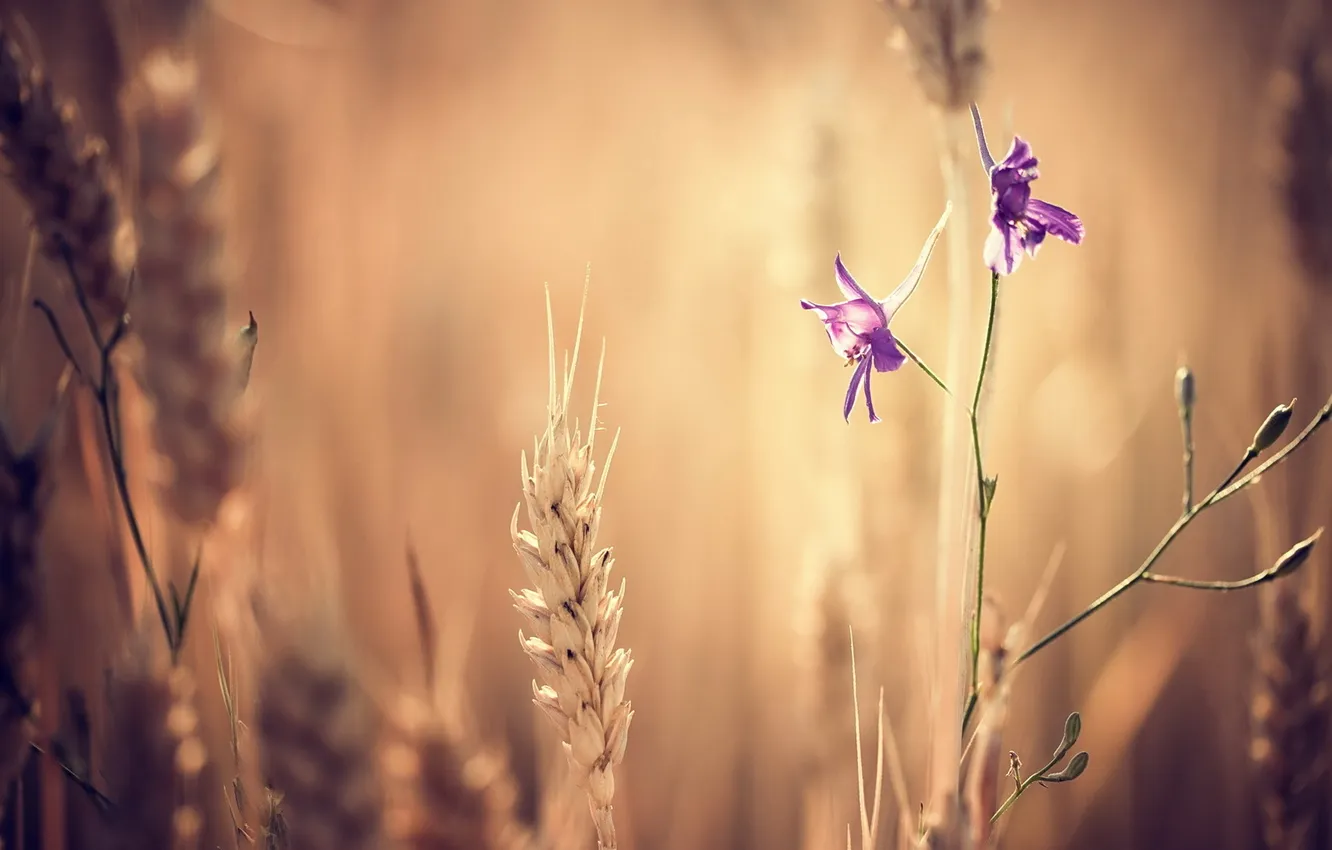 Photo wallpaper flowers, nature, ears
