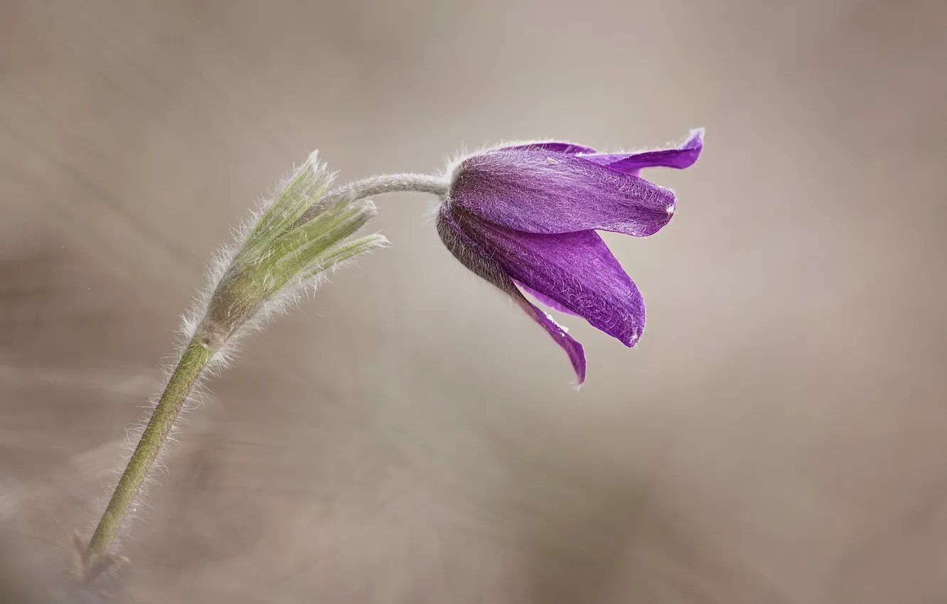Photo wallpaper flowers, nature, spring