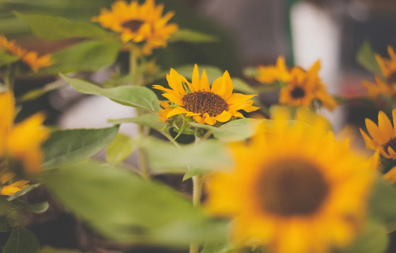 Photo wallpaper flowers, yellow, petals