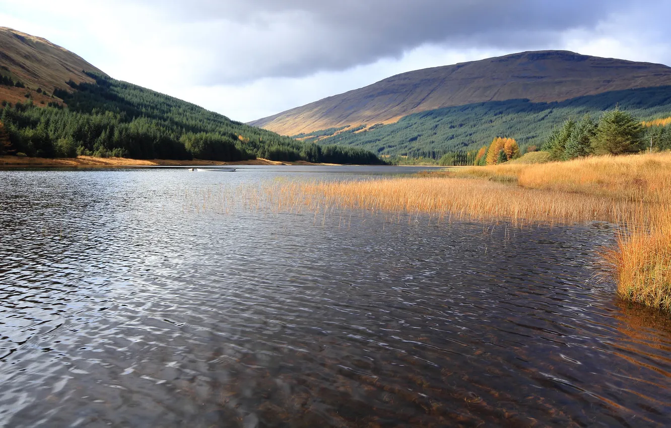 Photo wallpaper forest, grass, mountains, lake