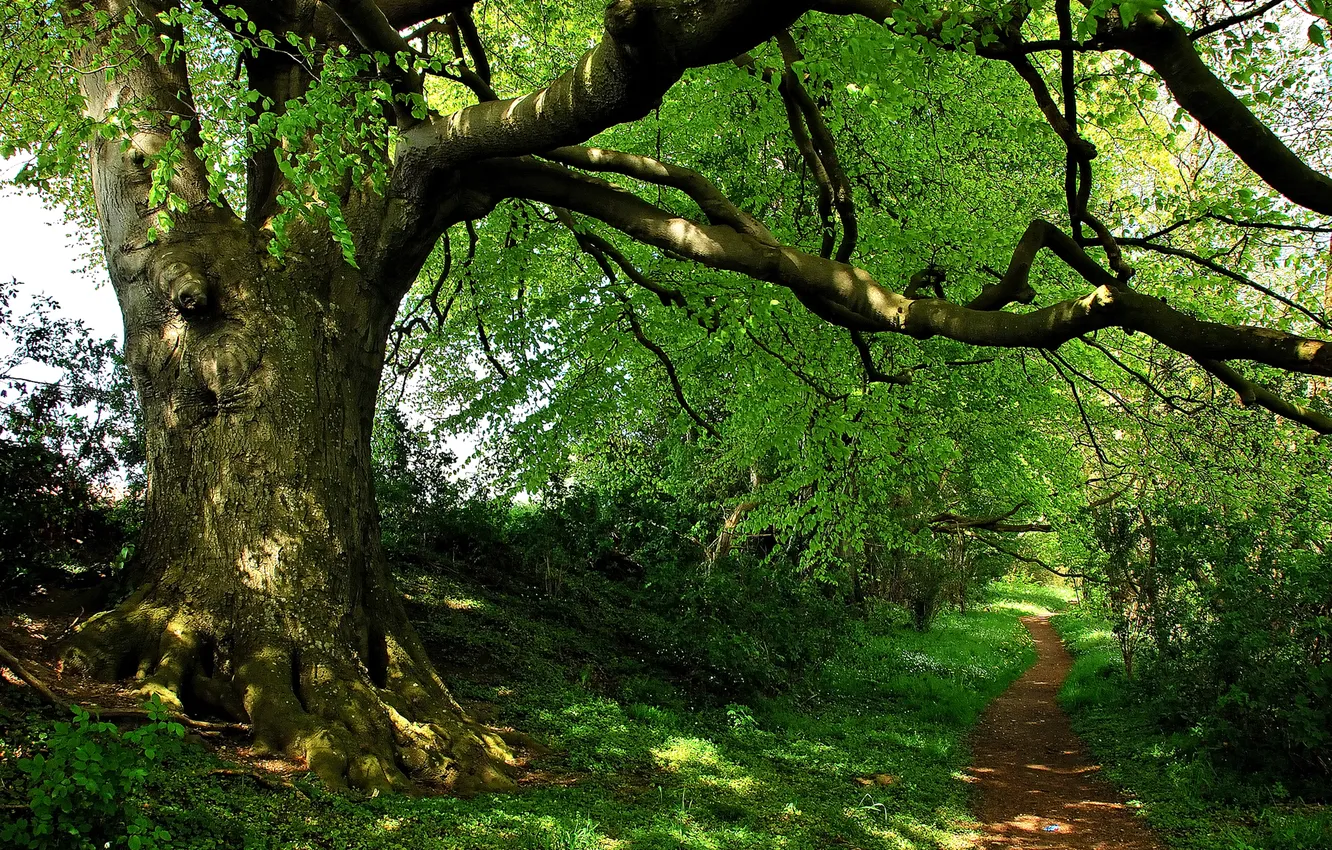 Photo wallpaper forest, trees, Park, track, path, the bushes