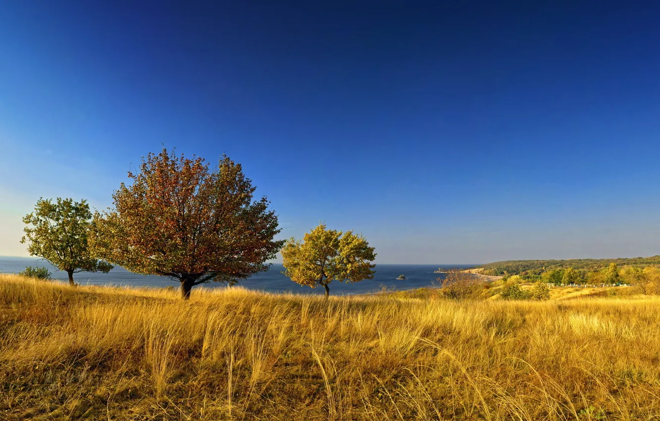 Photo wallpaper field, the sky, trees, landscape