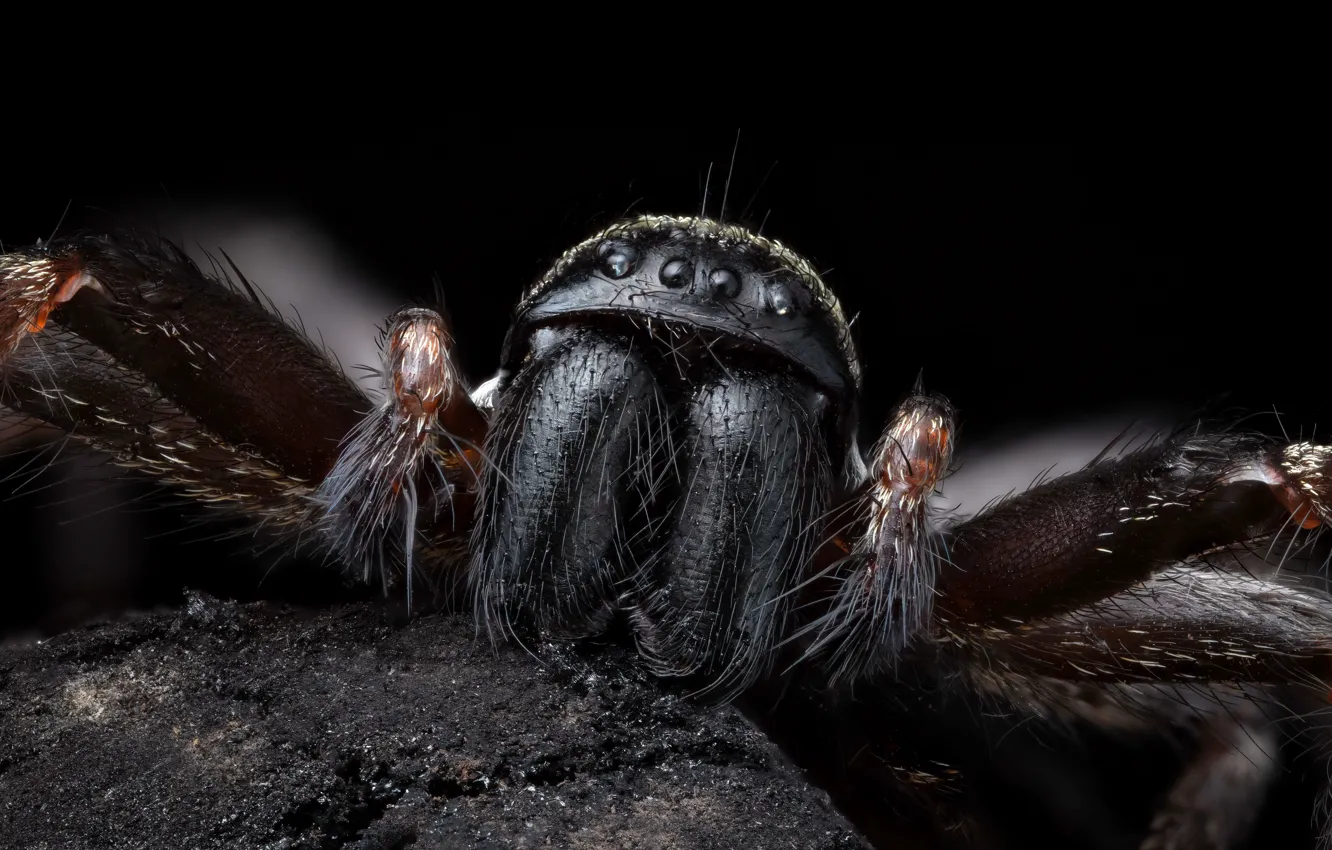 Photo wallpaper Nature, Macro, Grey house spider, Badumna distant