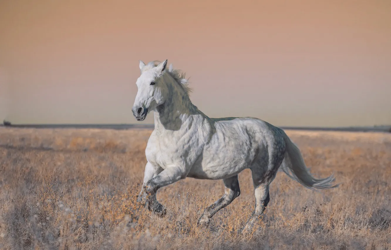 Photo wallpaper field, white, look, face, light, nature, pose, grey