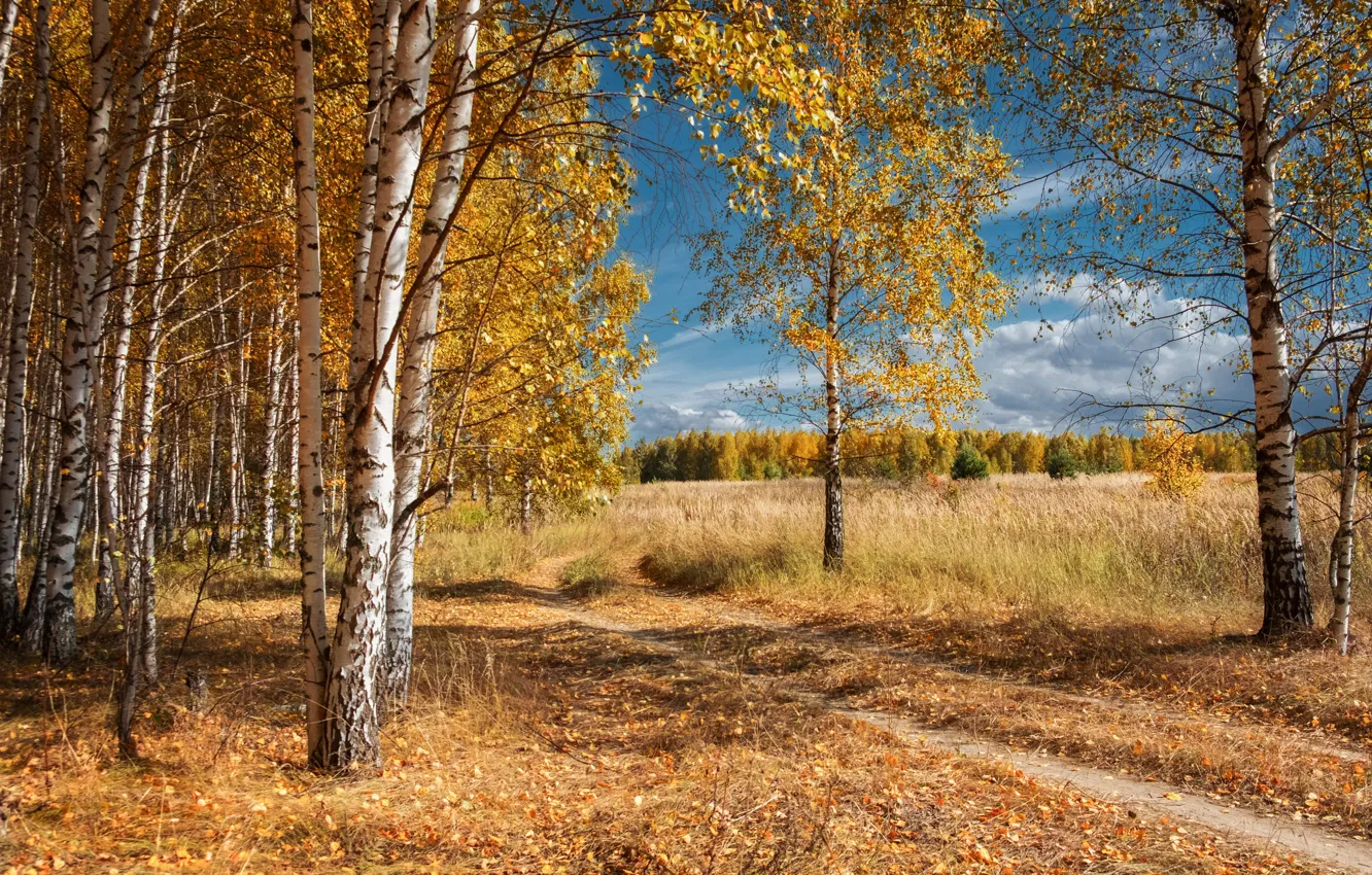 Photo wallpaper road, field, autumn, forest, the sky, clouds, trees, nature