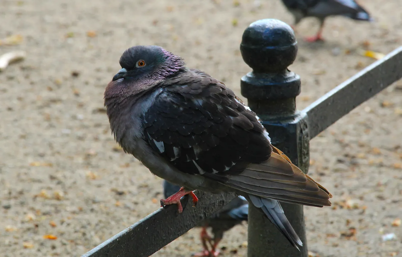 Photo wallpaper bird, park, pigeon