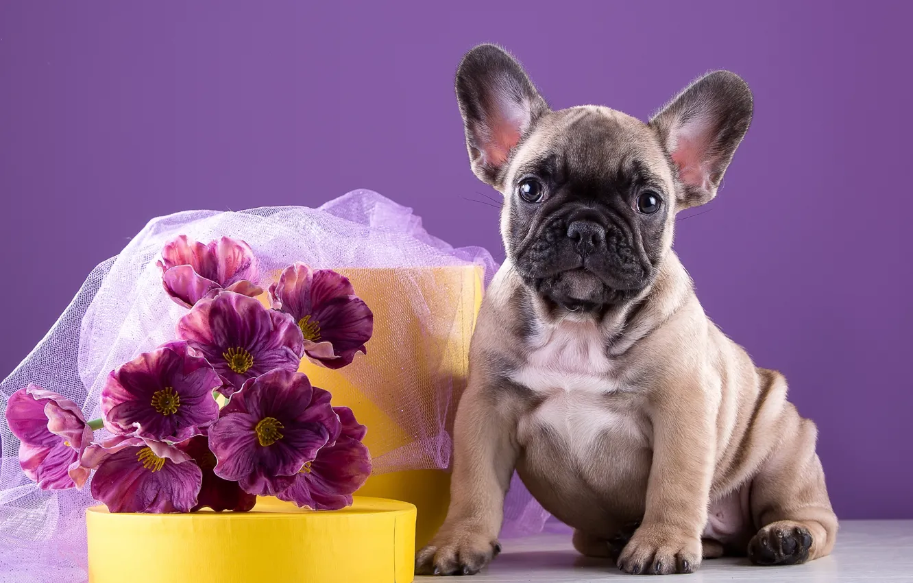 Photo wallpaper flowers, puppy, bulldog, doggie, French