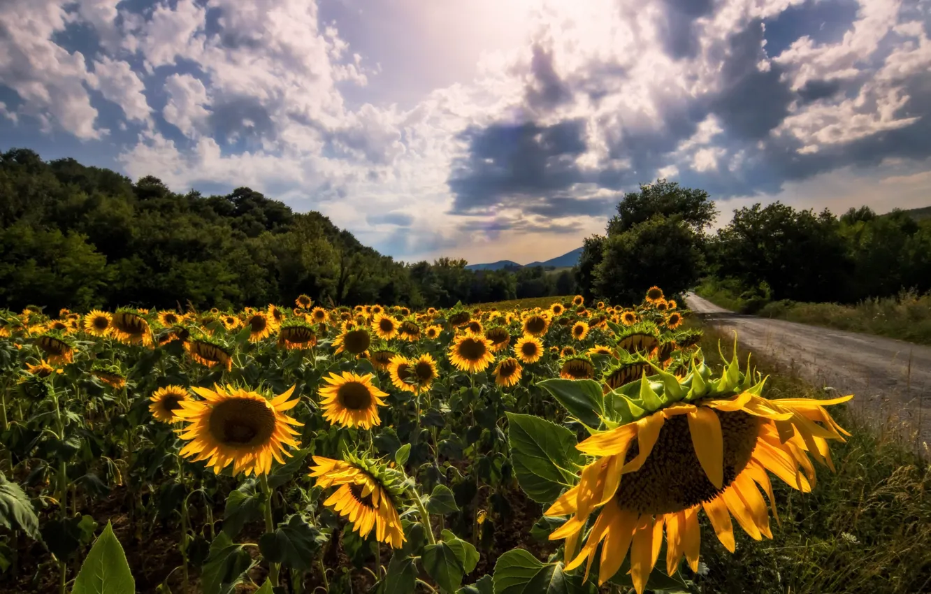 Photo wallpaper road, summer, sunflowers