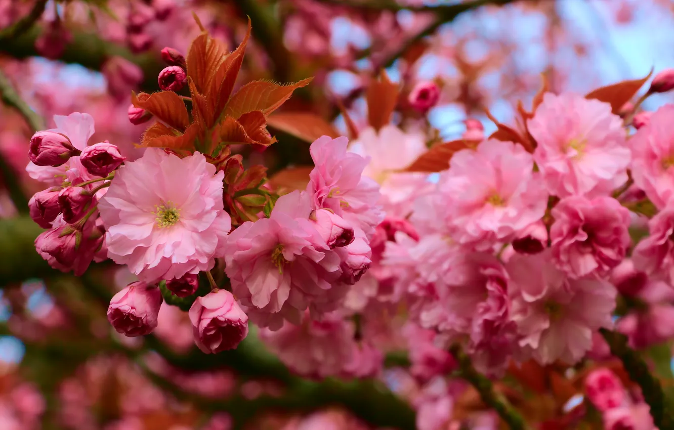 Photo wallpaper flower, spring, bloom, twig