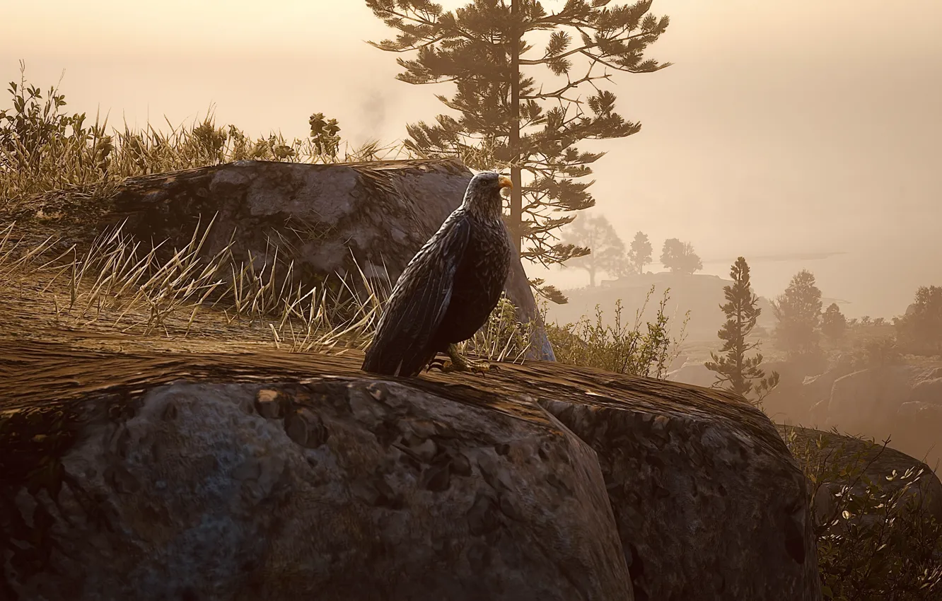 Photo wallpaper HDR, Eagle, game, trees, bird, rocks, fog, bald eagle