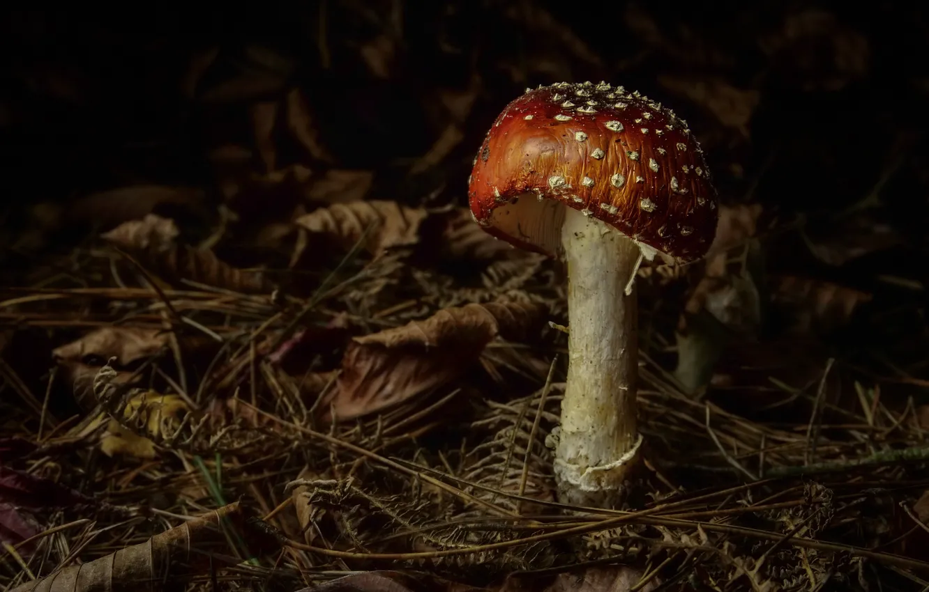 Photo wallpaper leaves, the dark background, mushroom, mushroom