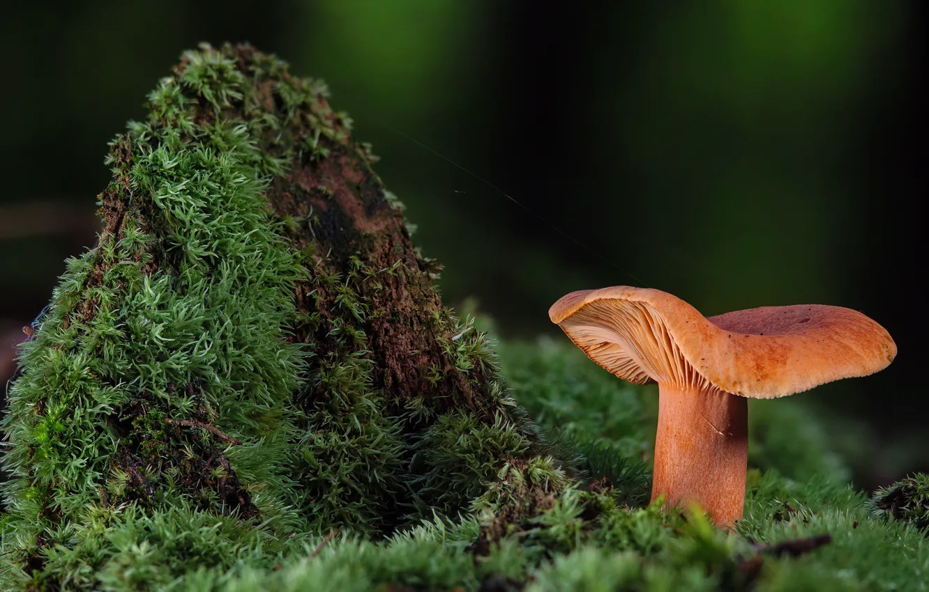 Photo wallpaper autumn, nature, mushrooms, moss, stump, web, ginger