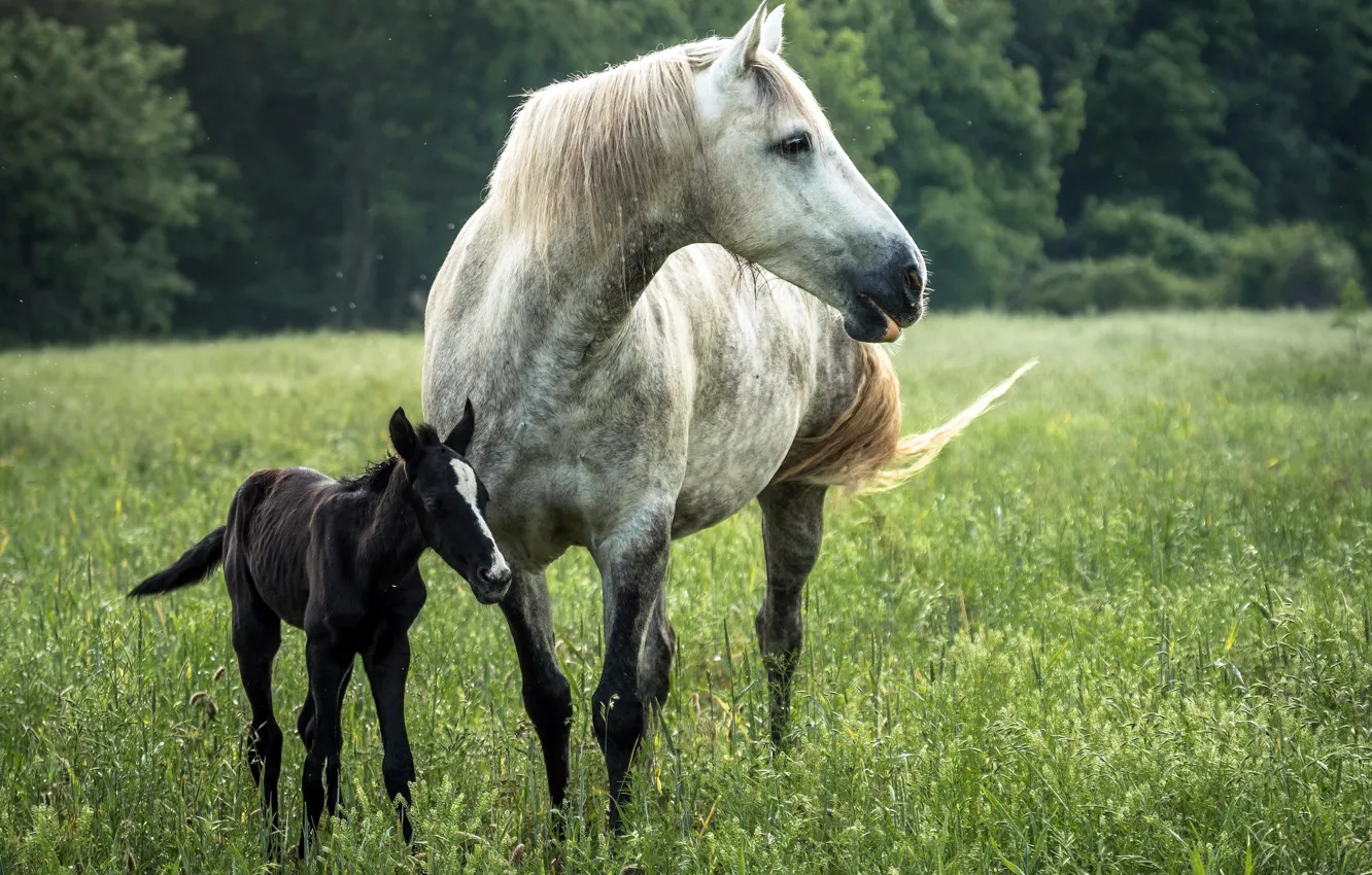 Photo wallpaper summer, nature, horse
