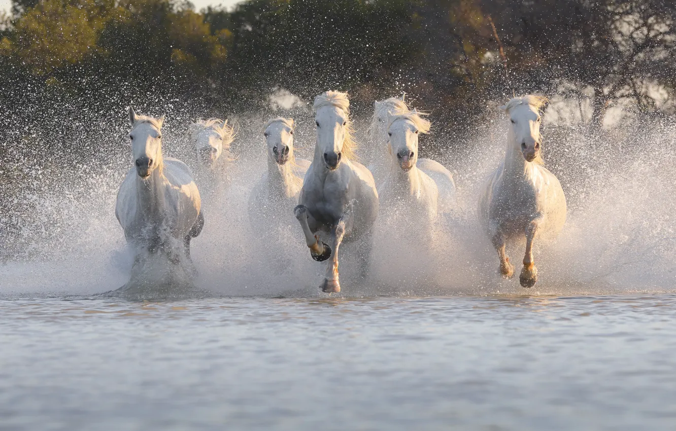 Photo wallpaper horse, horse, white, pond