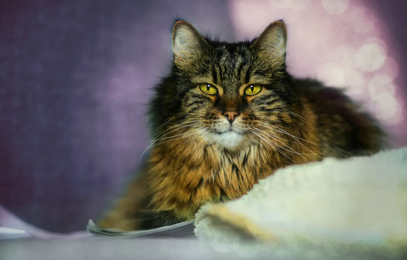 Photo wallpaper cat, cat, look, pose, face