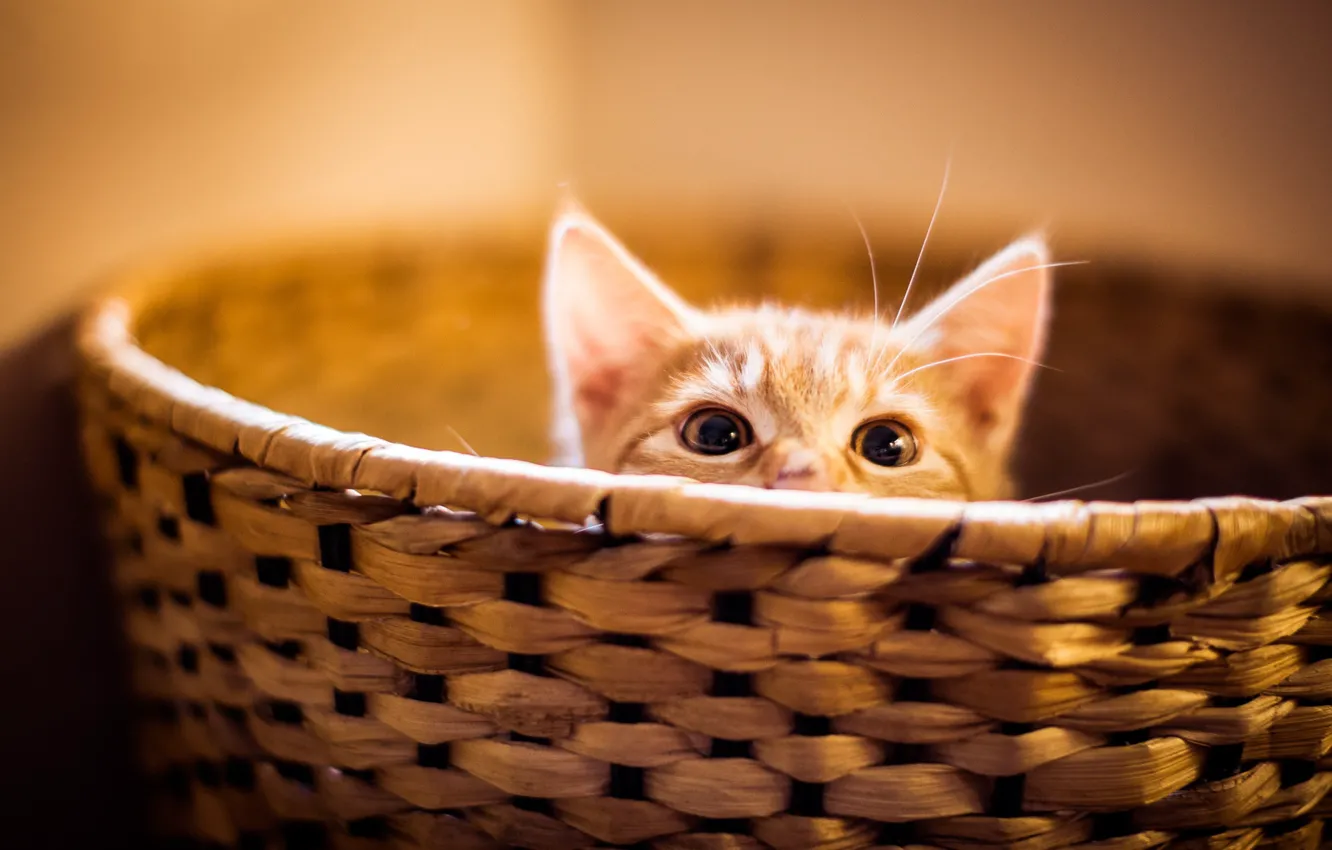 Photo wallpaper eyes, cat, kitty, basket, Peeps