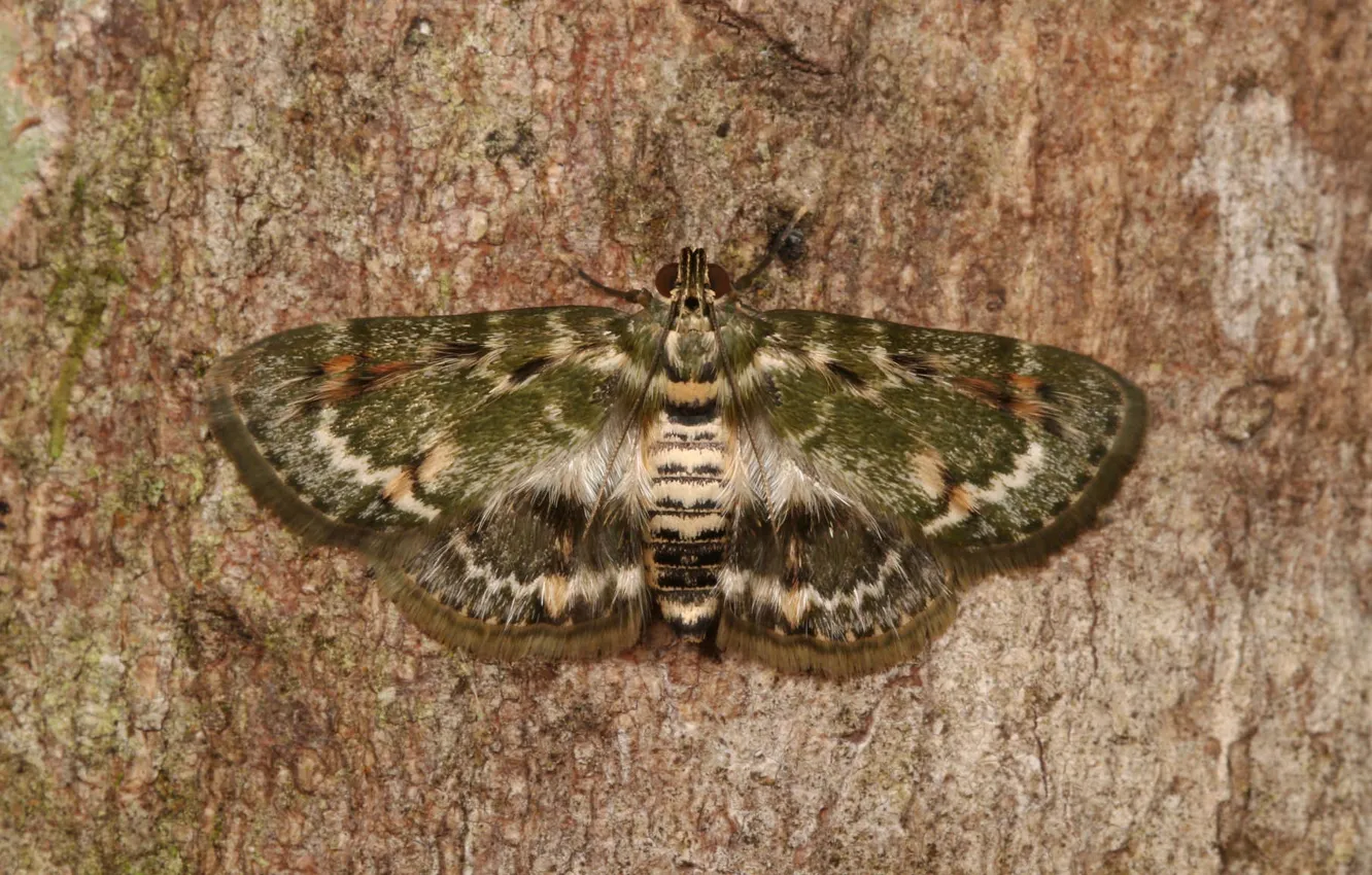 Photo wallpaper background, mol, Green mole