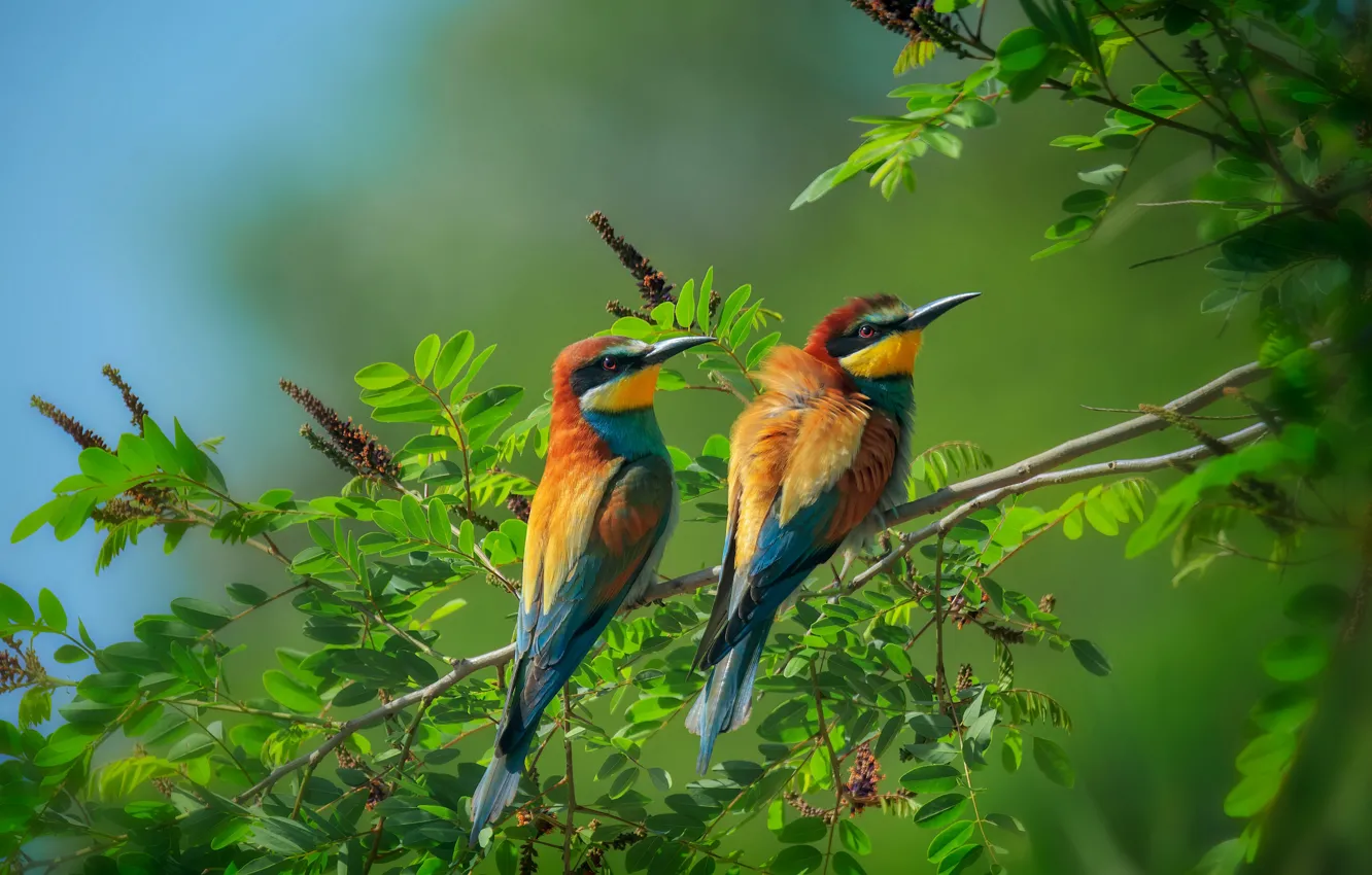 Photo wallpaper leaves, birds, branches, nature, pair, bee-eaters