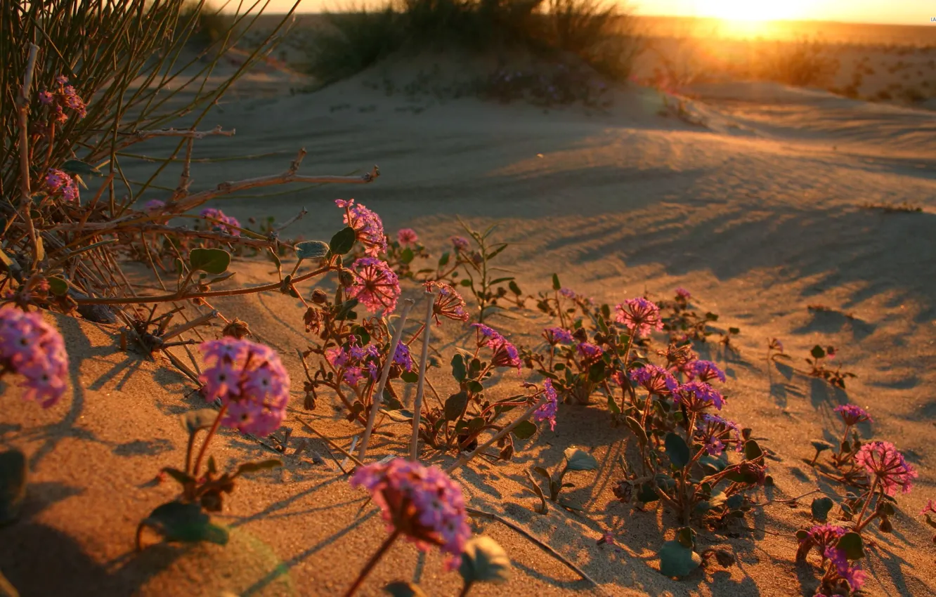 Photo wallpaper sunset, flowers, dawn, desert, flower, desert, sunset, sunrise