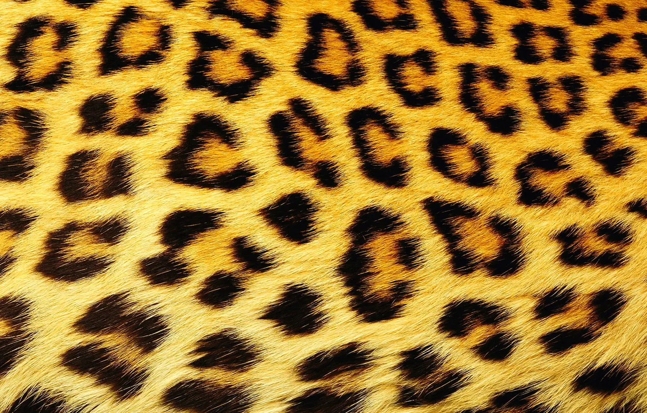 Photo wallpaper texture, wool, spot, leopard