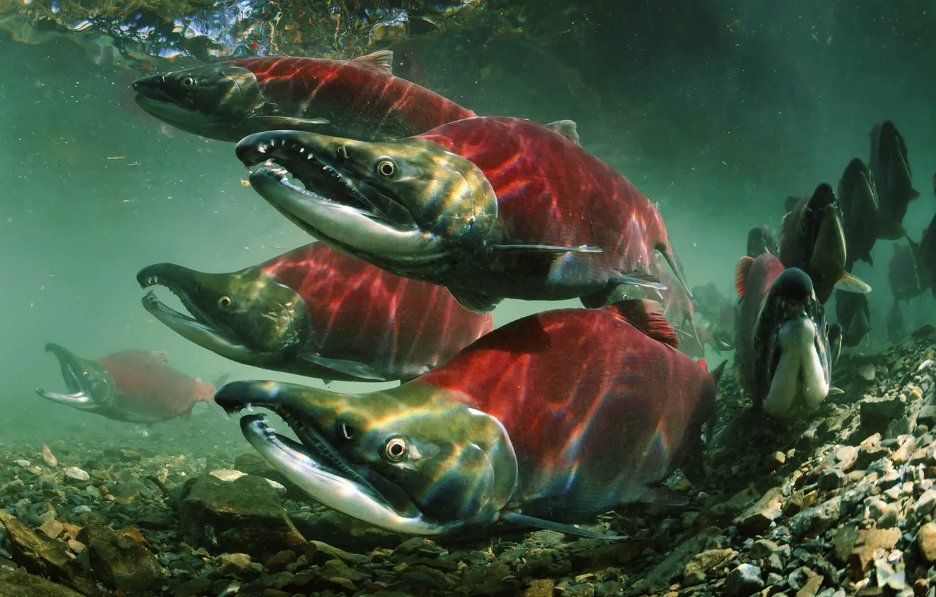 Photo wallpaper Fish, Oncorhynchus nerka, Salmon, Sockeye (Red) Salmon, Sockeye