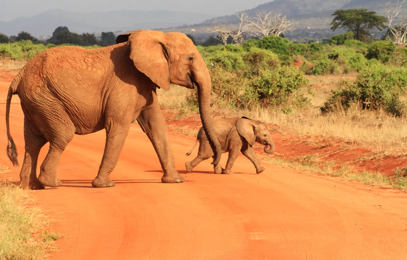 Photo wallpaper the sky, elephant, Savannah, elephant