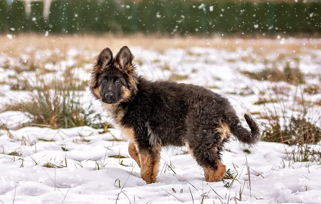 Photo wallpaper winter, snow, dog, puppy, German shepherd
