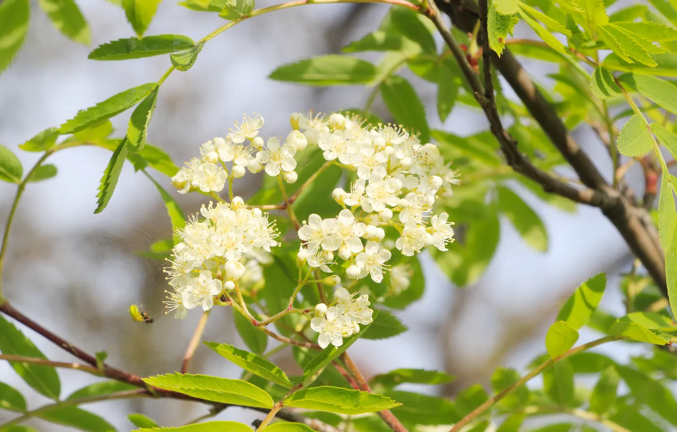 Spring Twigs Wallpaper flower, spring, twig, twigs for mobile and desktop, section ...