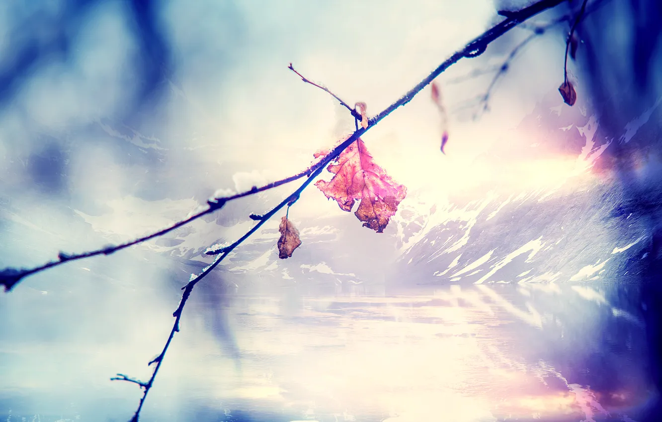 Photo wallpaper leaves, macro, mountains, branches, nature, nature