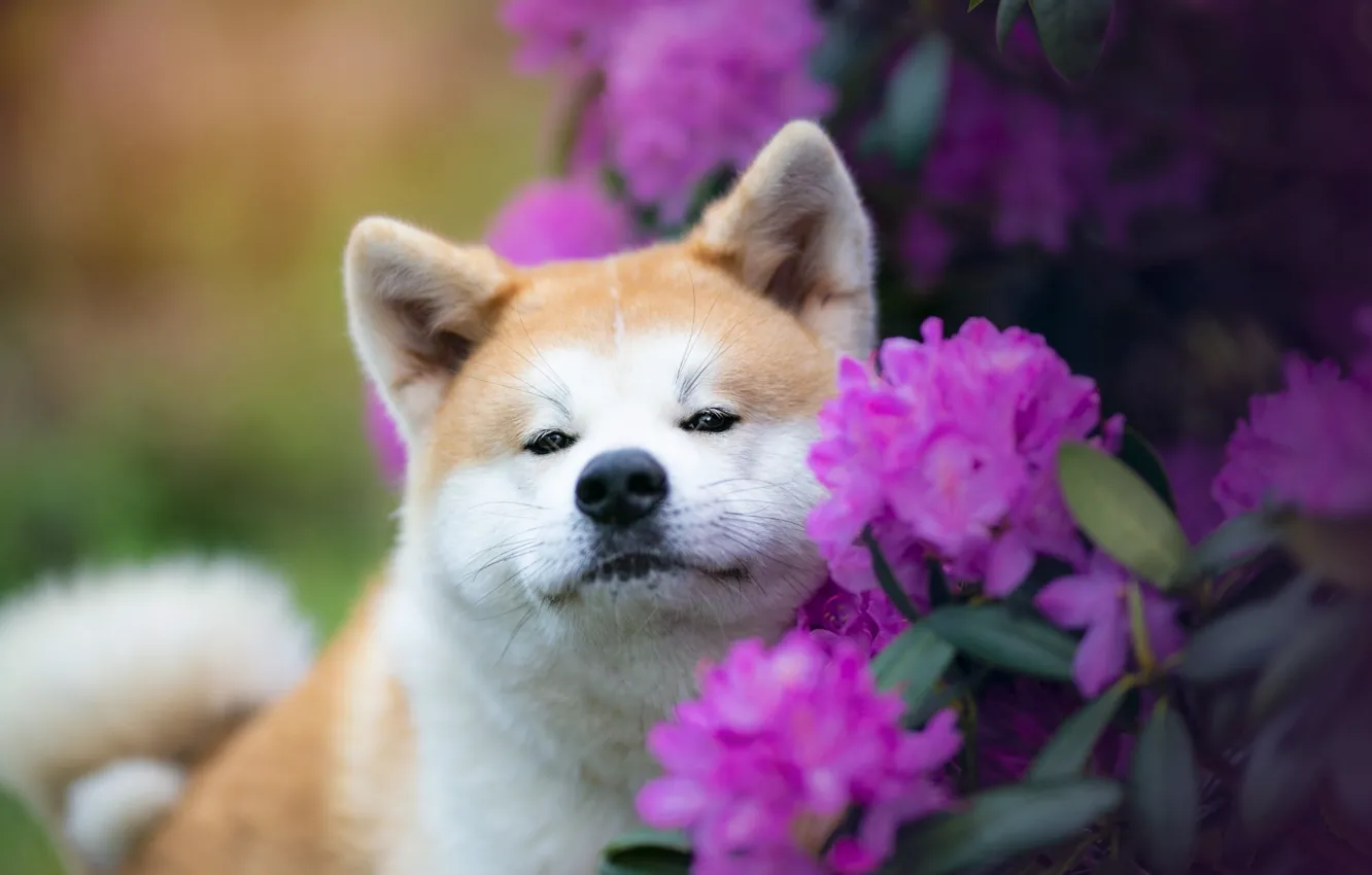 Wallpaper Look, Nature, Pose, Dog, Face, Akita Inu, Akita For Mobile 