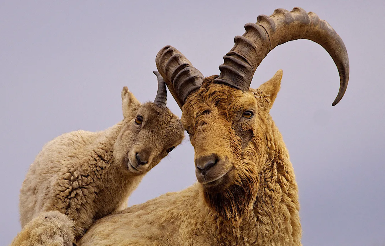 Photo wallpaper horns, goat, Western Caucasian Tur, Caucasian Tur, Alpine rock goat, Caucasian mountain goat