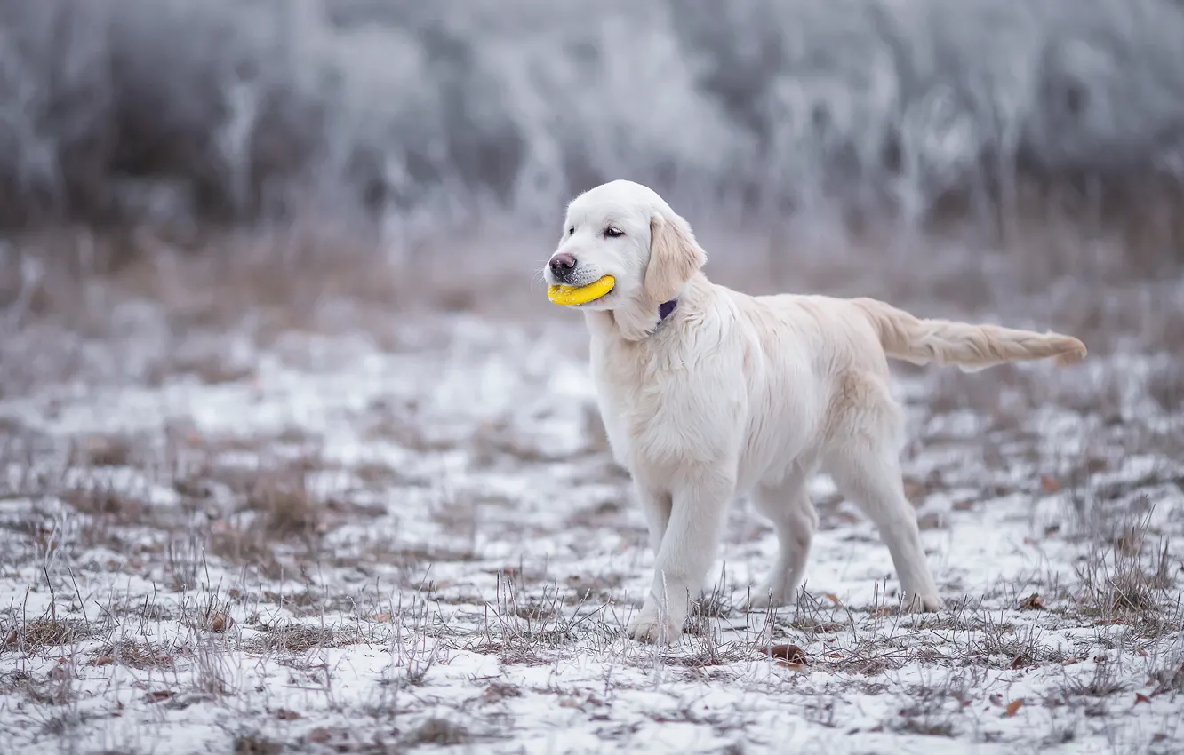 Photo wallpaper winter, frost, white, grass, look, snow, nature, pose