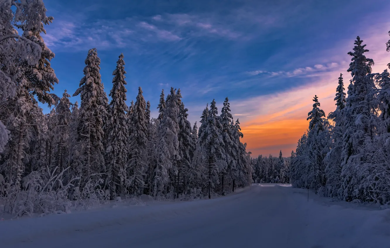 Photo wallpaper winter, forest, sunset