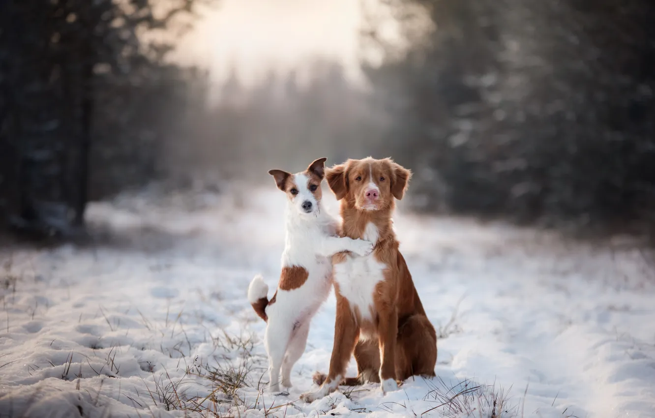 Photo wallpaper dog, Day, beautiful, beauty, animal, cute, cold, attractive