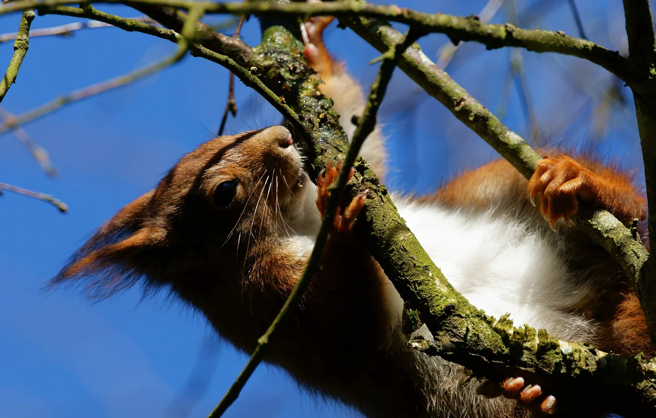 Photo wallpaper trees, branches, protein