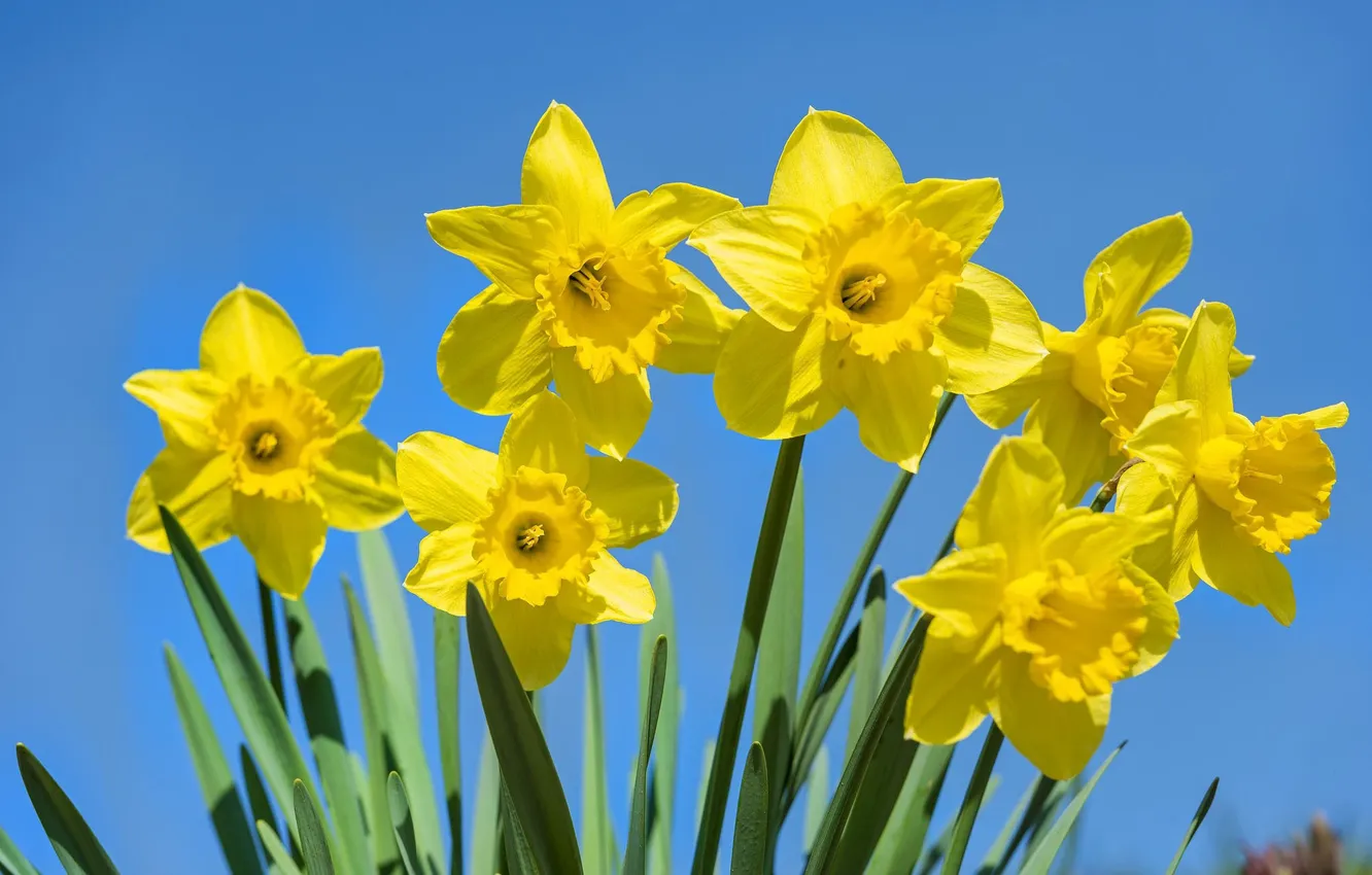 Photo wallpaper the sky, flowers, yellow, blue, daffodils