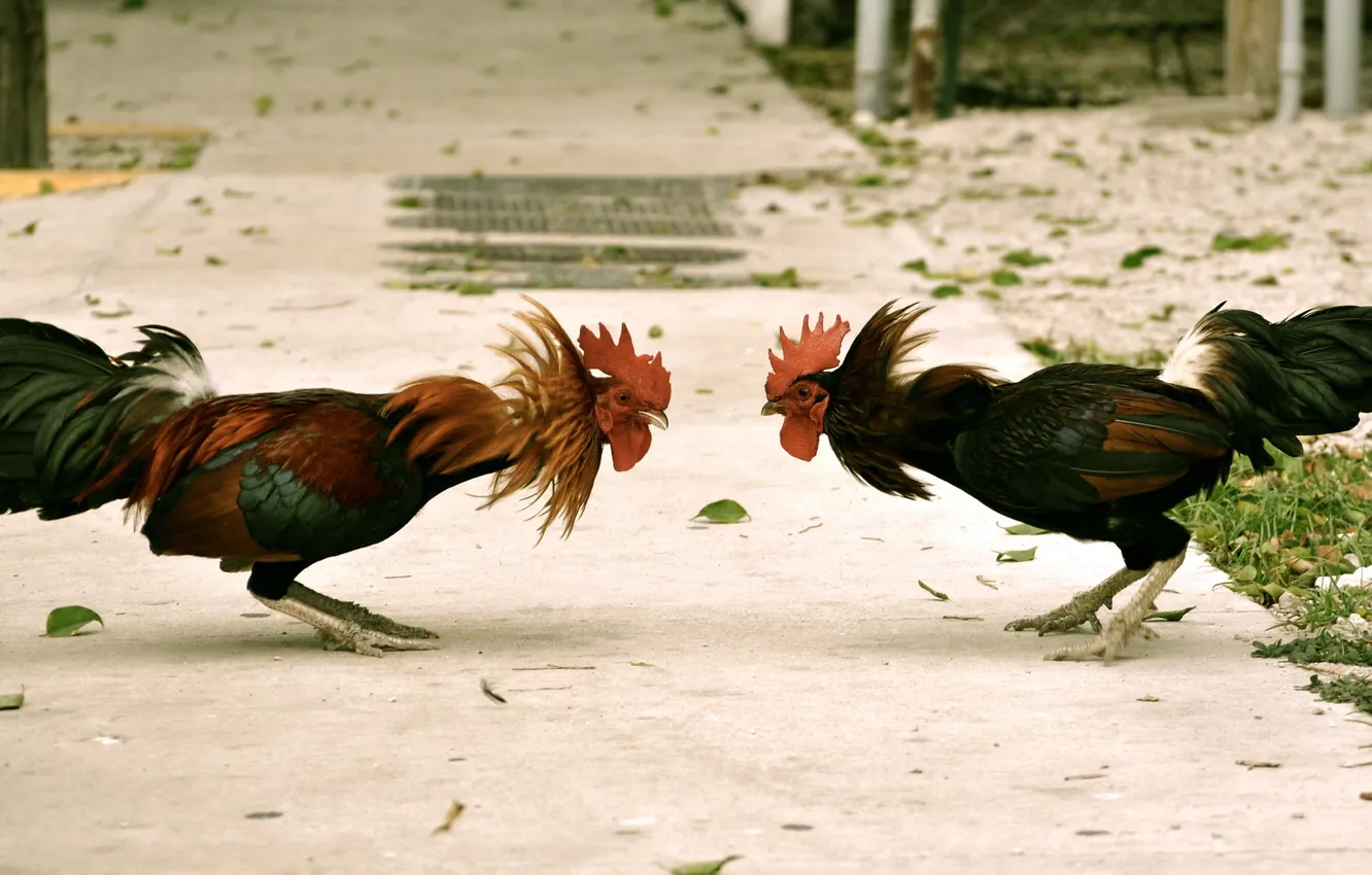 Photo wallpaper nature, background, cock