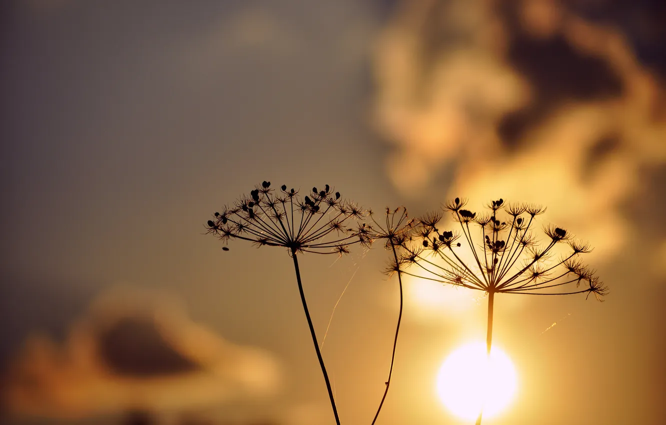 Photo wallpaper plant, silhouette, at sunset, umbrella
